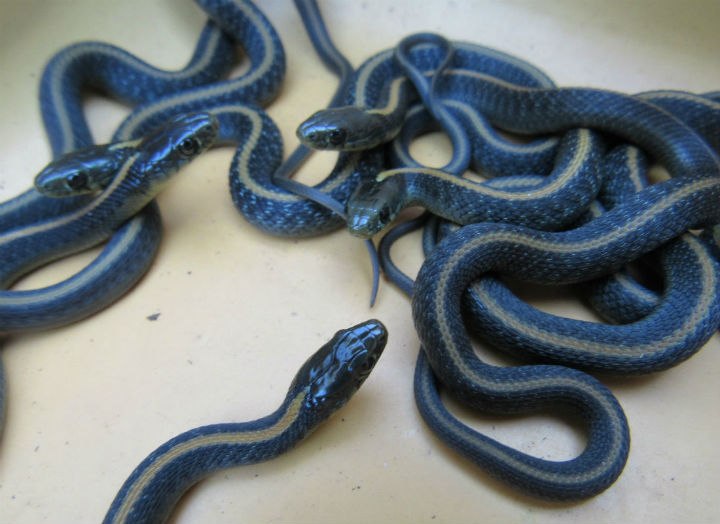 Santa Cruz Garter Snakes